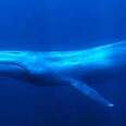 Blue Whales Are Slowly Making A Comeback