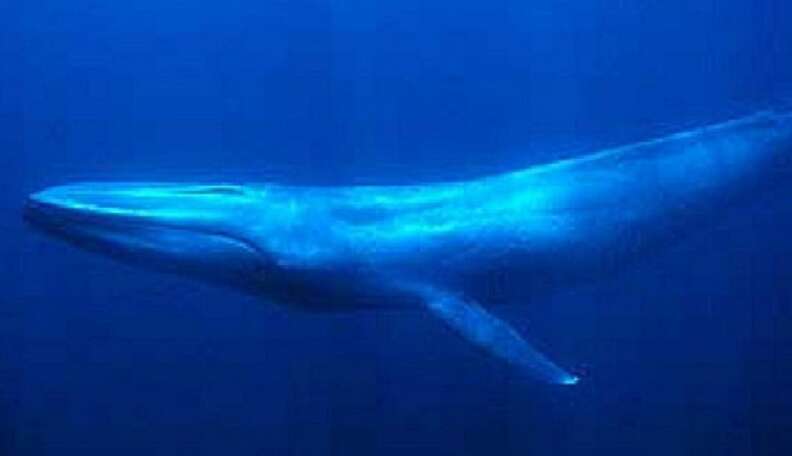 Blue Whales Are Slowly Making A Comeback - The Dodo