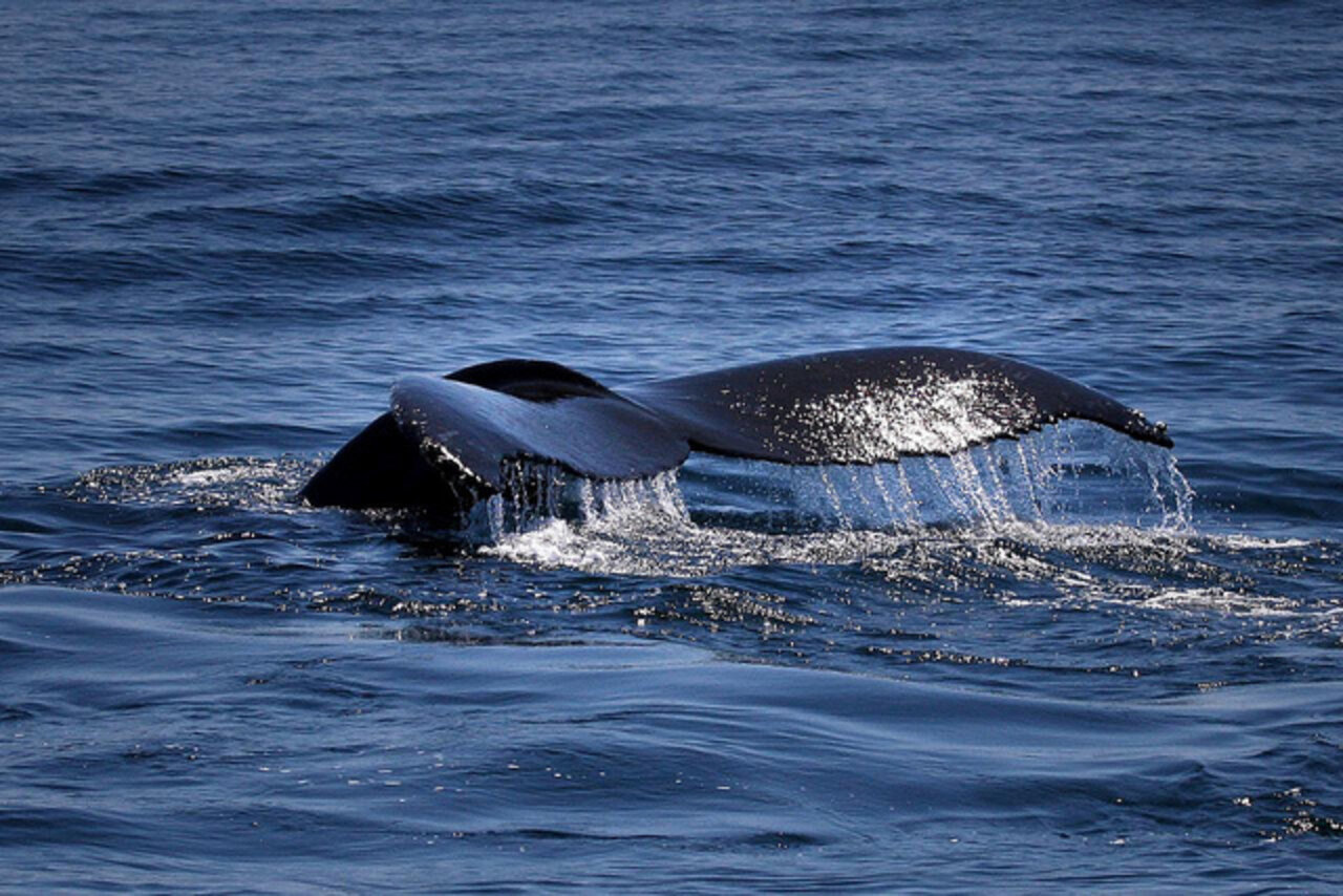 Blue Whales Are Slowly Making A Comeback - The Dodo