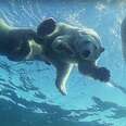Patient Mother Polar Bear Teaches Her Cubs To Swim