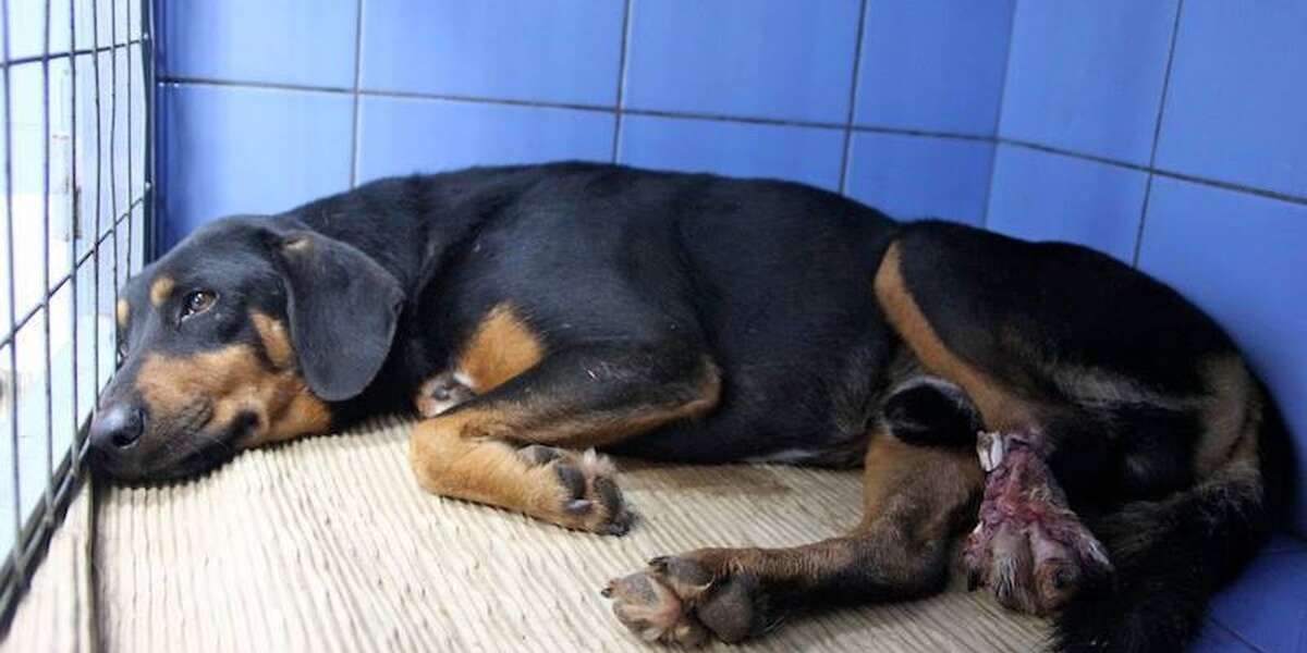 Hit By A Car And Left With A Smashed Leg, This Dog Made An Amazing