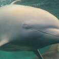 Albino Dolphin Can't Even Open Her Eyes Because Of The Chlorine In Her Tank