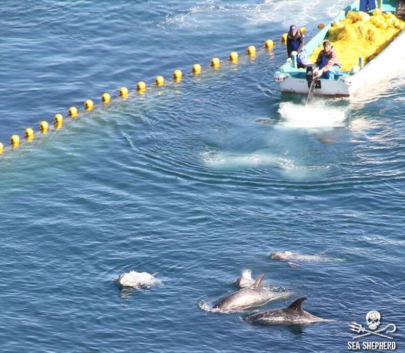 Dolphin drive hunt in Taiji, Japan