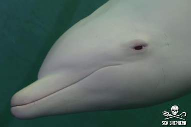 angel a dolphin at the taiji whale museum