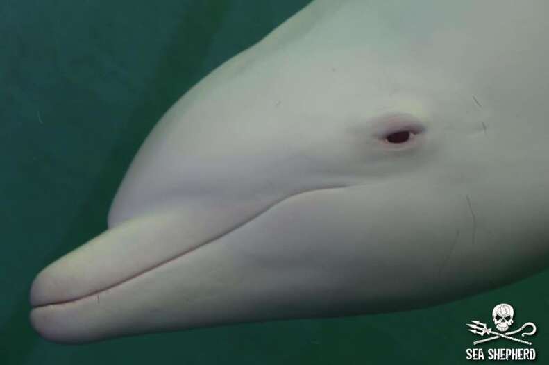 angel a dolphin at the taiji whale museum