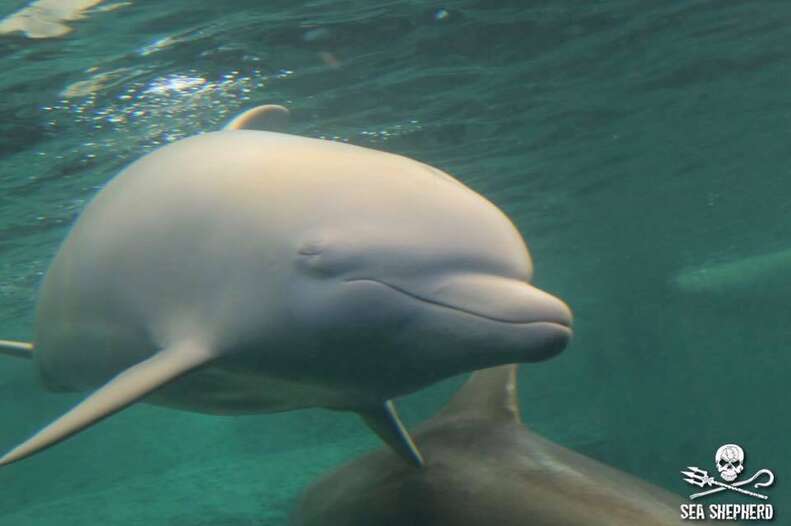 Angel, the albino dolphin at the Taiji Whale Museum