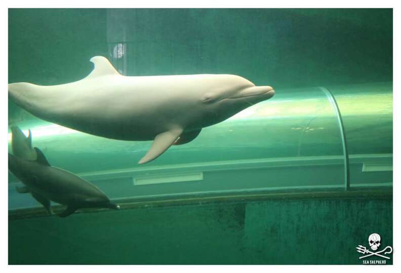 Angel, the albino dolphin at the Taiji Whale Museum