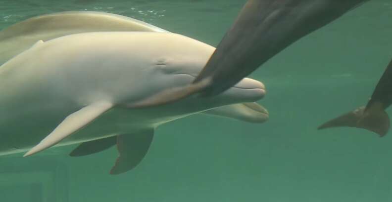 Angel, the albino dolphin at the Taiji Whale Museum