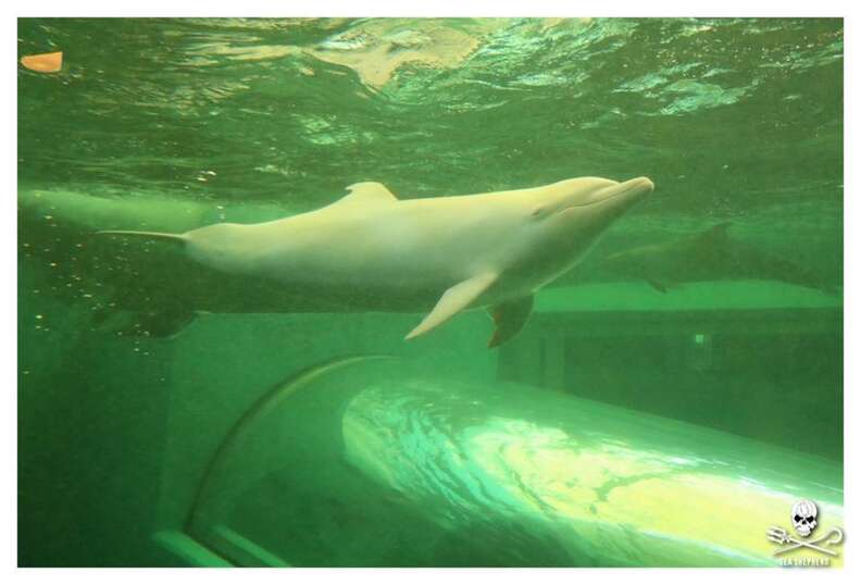 Angel, the albino dolphin at the Taiji Whale Museum