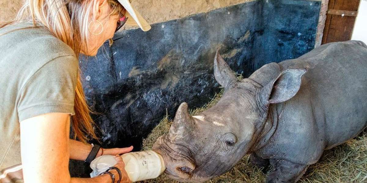 Orphaned Rhino Too Scared To Eat Now Loves Her Bottle - The Dodo