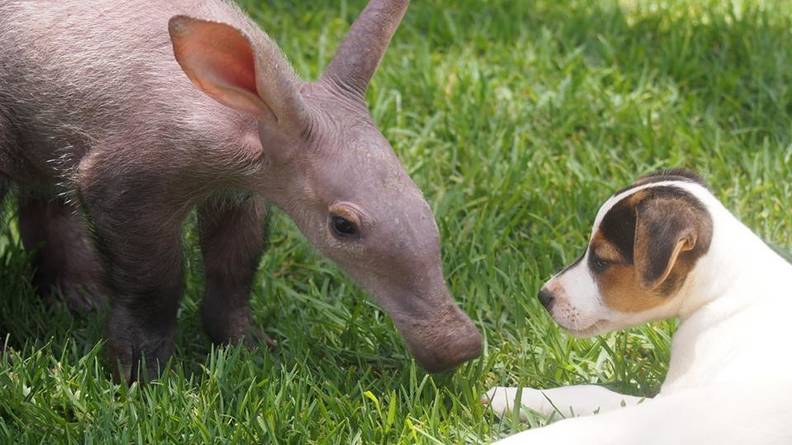 Image result for rescued baby aardvark thinks hes a dog gertie thedodo
