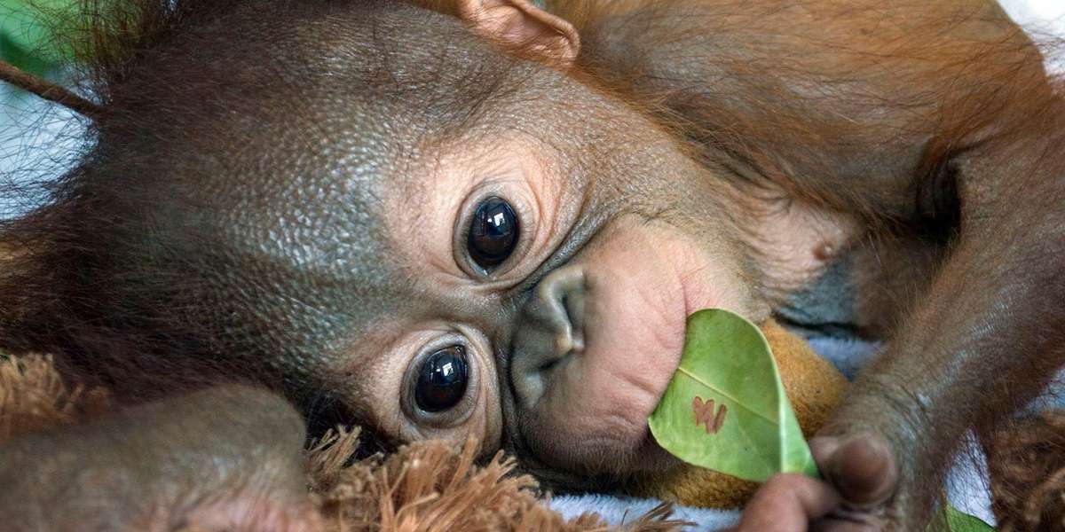 Mystery Surrounds Baby  Orangutan Left Alone In Forest 