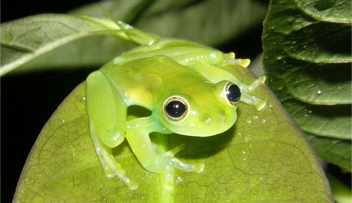 glass-frog