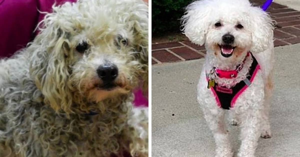 Your Dog'S Matted Hair Isn'T Just Uncomfortable, It'S Dangerous - The Dodo