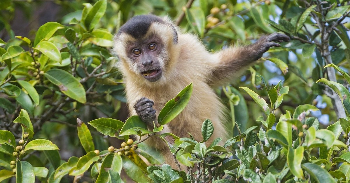 Female Capuchin Monkeys Flirt By Throwing Rocks At The Boys - The Dodo