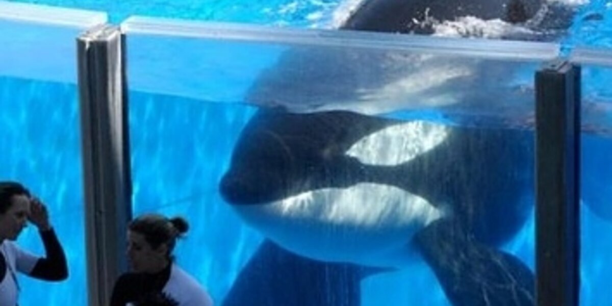 11 Facts Everyone Should Know About Orca Captivity The Dodo 11 facts everyone should know about orca captivity the dodo