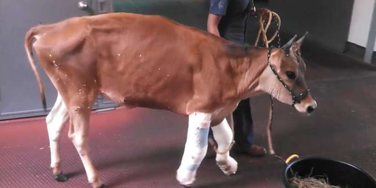 Watch One Severely Injured Dairy Cow Go From Rescue To Recovery To Four ...