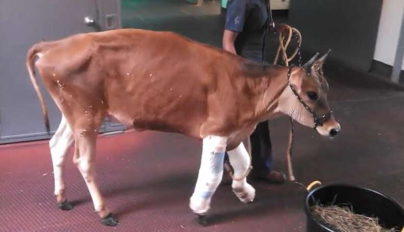 Watch One Severely Injured Dairy Cow Go From Rescue To Recovery To Four ...
