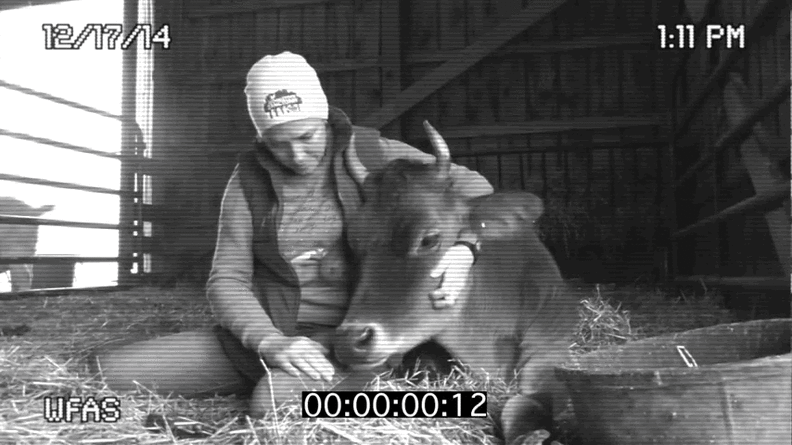 Watch One Severely Injured Dairy Cow Go From Rescue To Recovery To Four ...