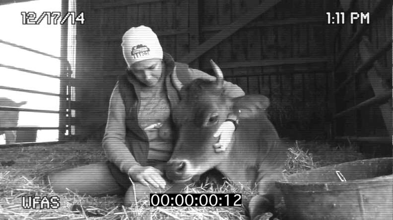Watch One Severely Injured Dairy Cow Go From Rescue To Recovery To Four ...