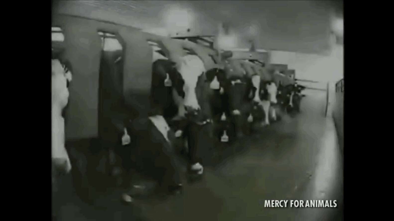 Wounded Cow Watch One Severely Injured Dairy Cow Go From Rescue To Recovery To Four ...