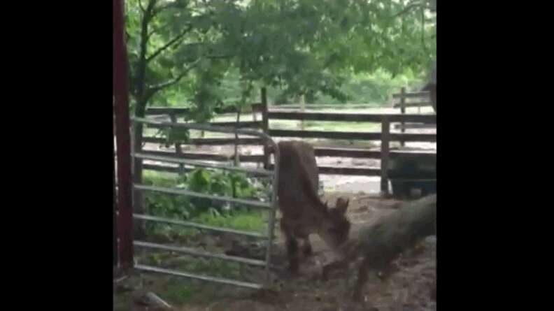 Wounded Cow Watch One Severely Injured Dairy Cow Go From Rescue To Recovery To Four ...