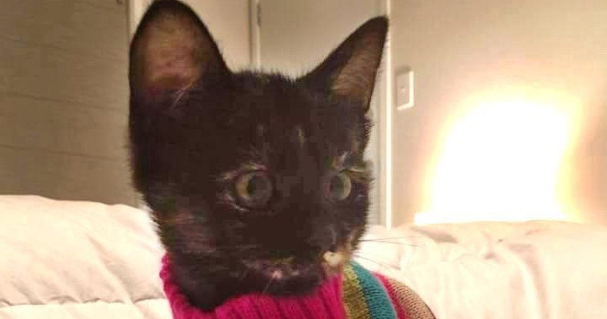 Kitten Who Got Stuck In Glue Trap Is Waiting For Her Fur To Grow Back