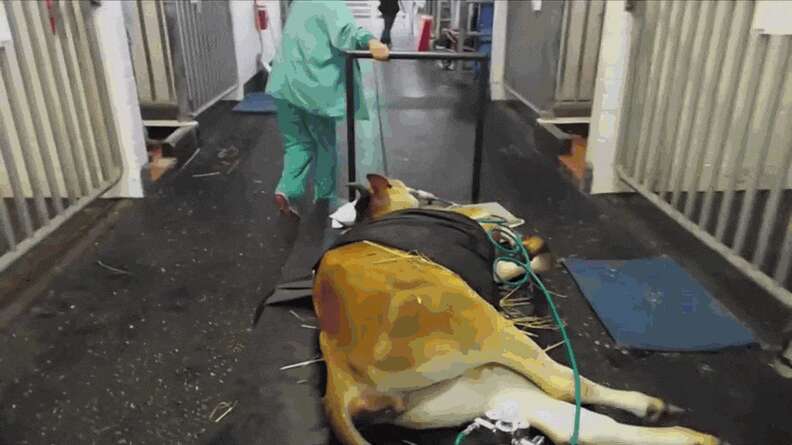 Watch One Severely Injured Dairy Cow Go From Rescue To Recovery To Four ...