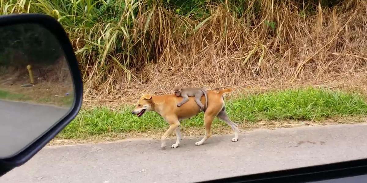 Orphan Monkey Trusts Dog With His Life - The Dodo
