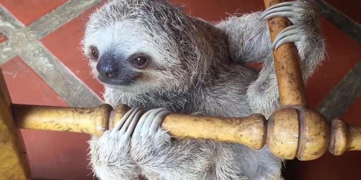 Baby Sloths Turn Rocking Chair Into Their Personal Jungle Gym - The Dodo