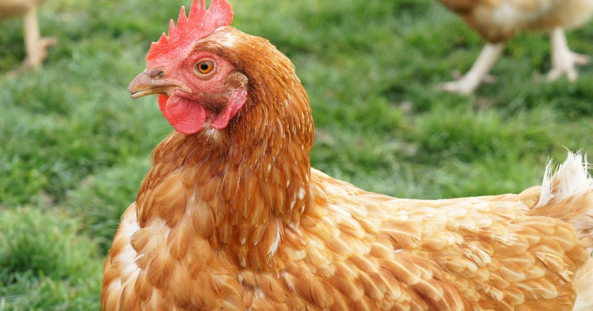 Number Of Hens Suffering For Cheaper Eggs Is Astronomical - The Dodo