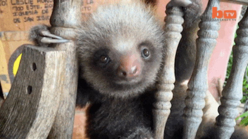 Baby Sloths Turn Rocking Chair Into Their Personal Jungle Gym - The Dodo