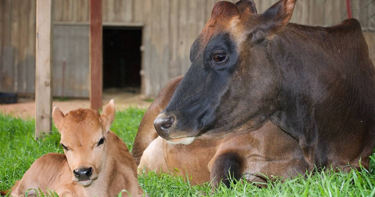 6 Farm Animal Moms Who Will Do Anything For Their Babies - The Dodo