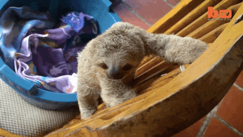Baby Sloths Turn Rocking Chair Into Their Personal Jungle Gym - The Dodo