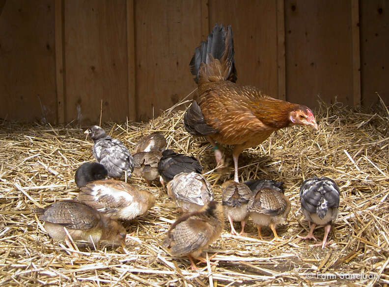 6 Farm Animal Moms Who Will Do Anything For Their Babies - The Dodo