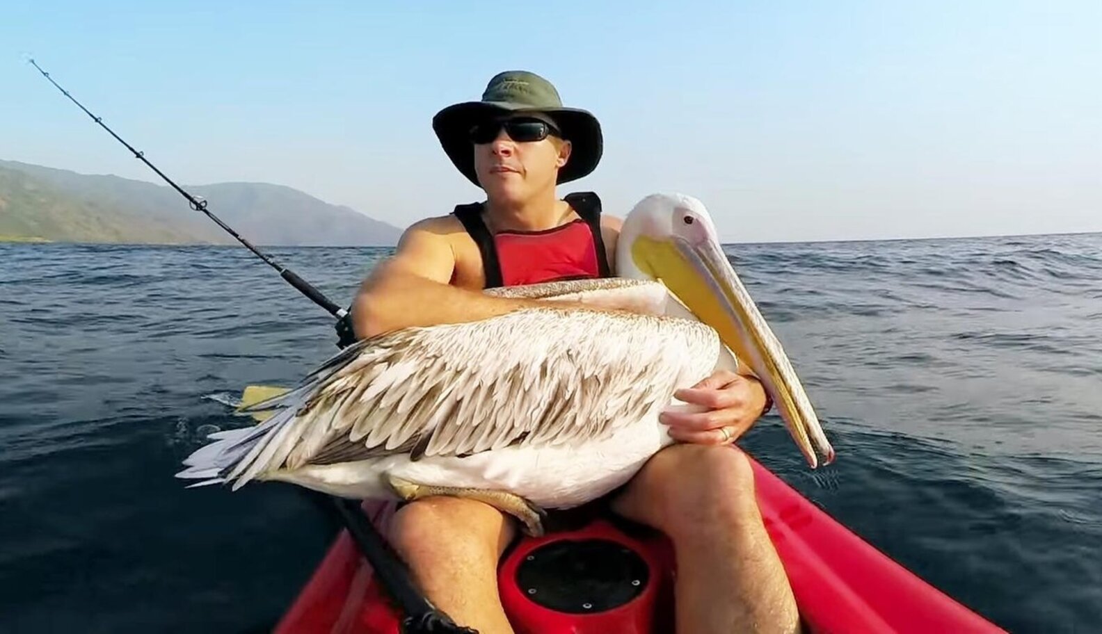 Man Rescues A Lost Pelican, Teaches Him How To Fish The Dodo