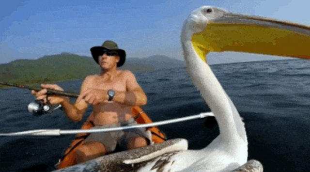 Man Rescues A Lost Pelican, Teaches Him How To Fish - The Dodo