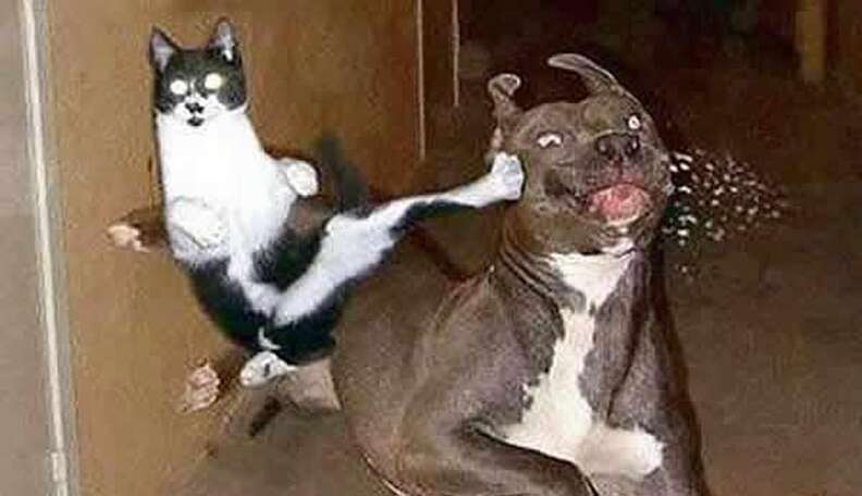 Cats and dogs funny moments new arrivals