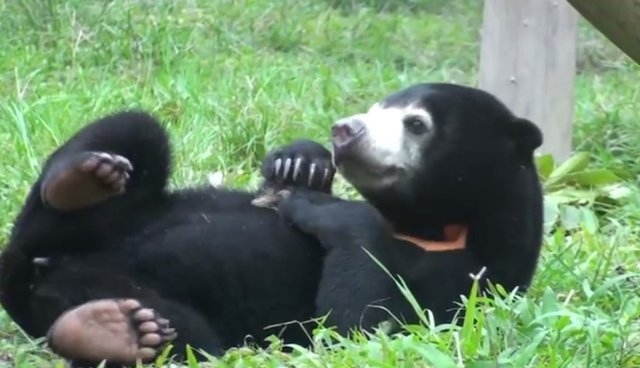 Rescued Sun Bear Cub Rolls Gleefully Around Her New Room - The Dodo