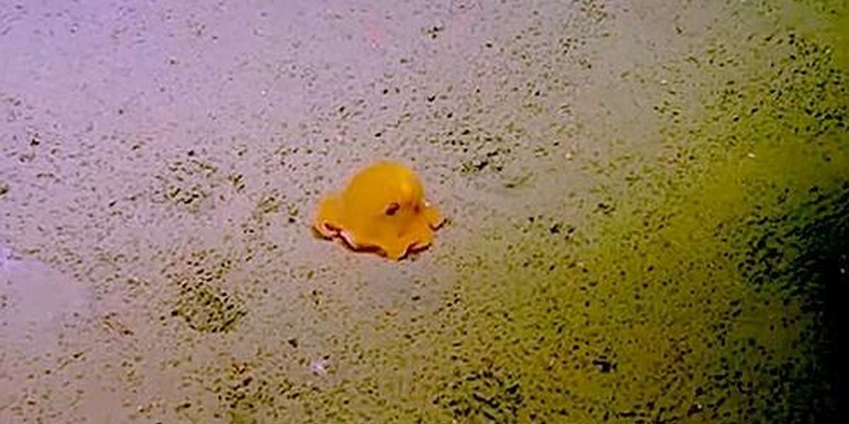 octopus turns inside out