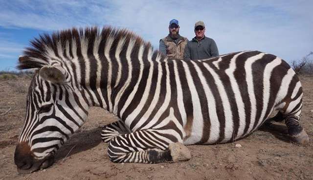 Want To Hunt A Zebra Go To Texas The Dodo