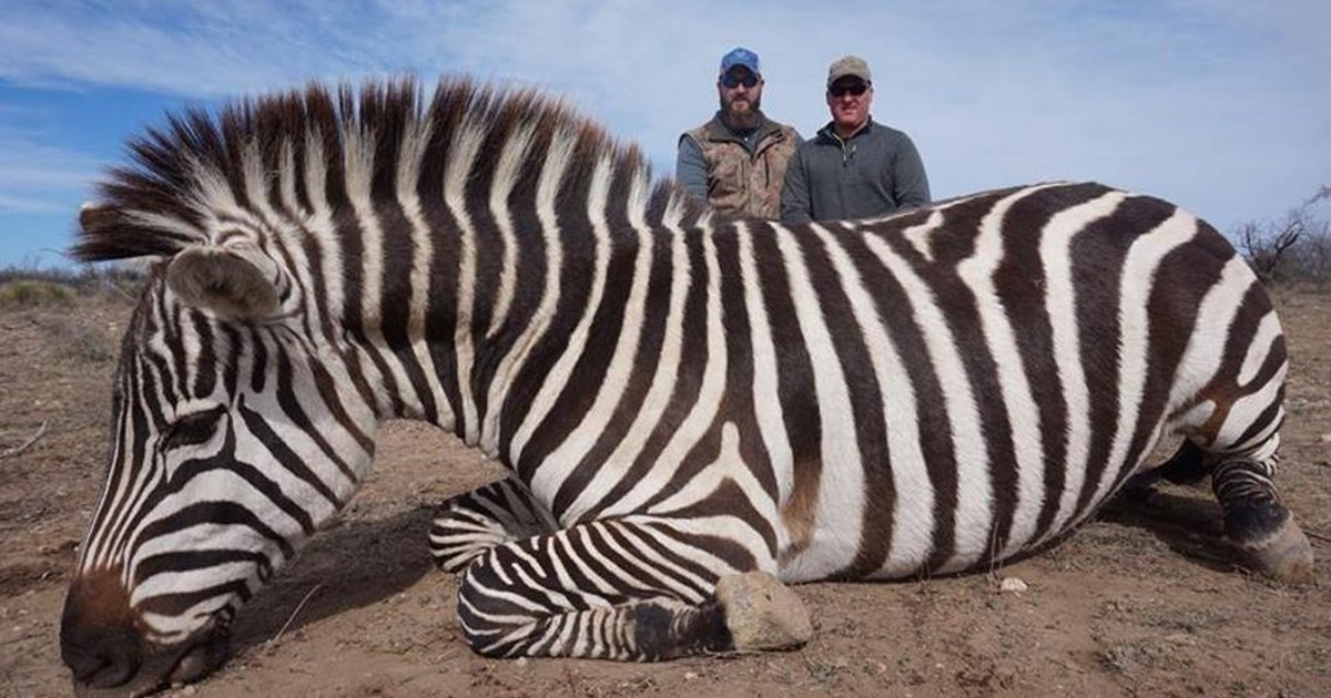 want-to-hunt-a-zebra-go-to-texas-the-dodo