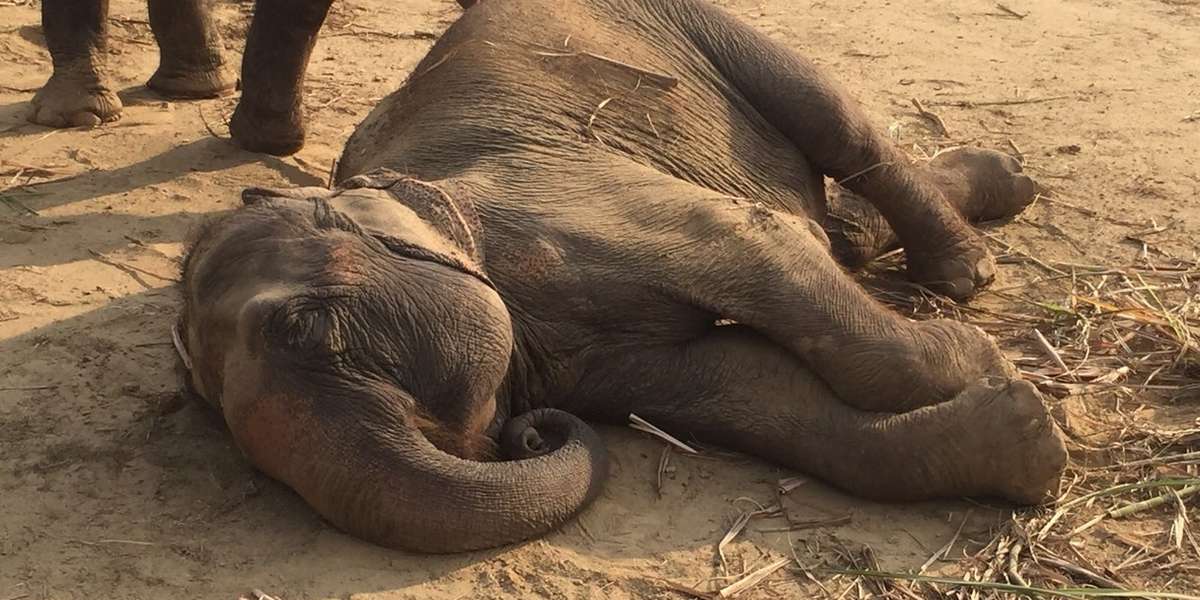 Circus Elephant Collapses With Joy To Learn That She Is Finally Free ...
