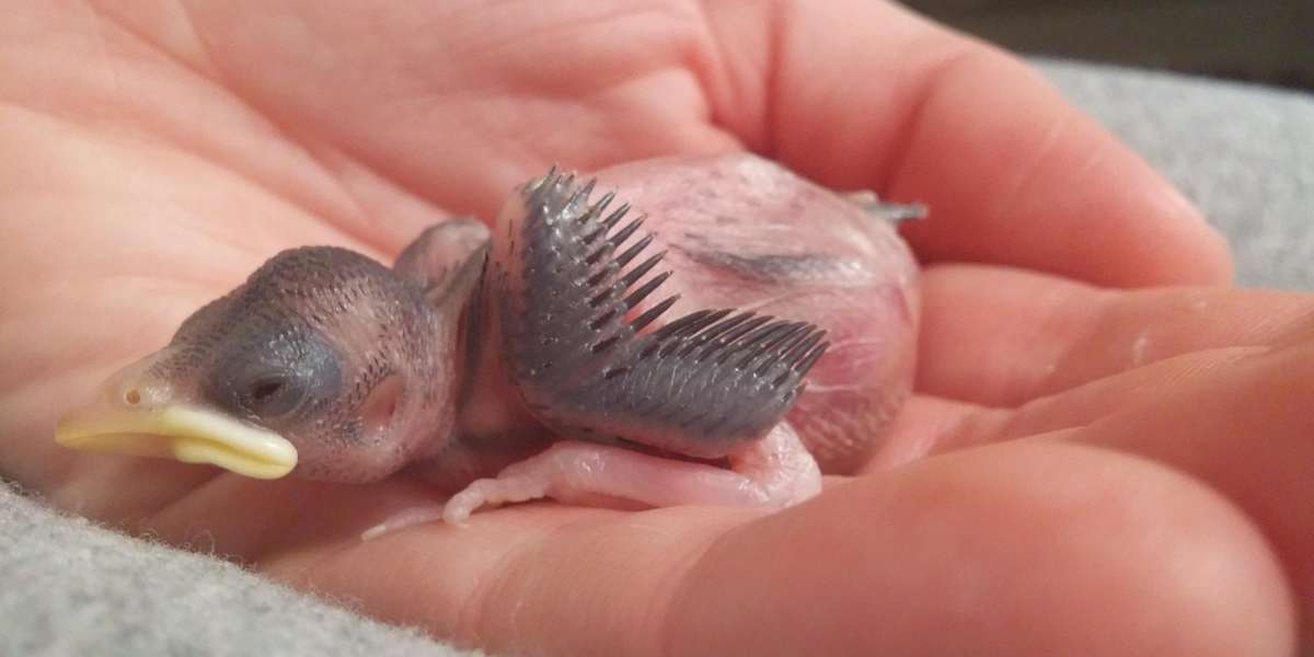Tiny Baby Bird Fell From The Sky — And Found A New Family The Dodo