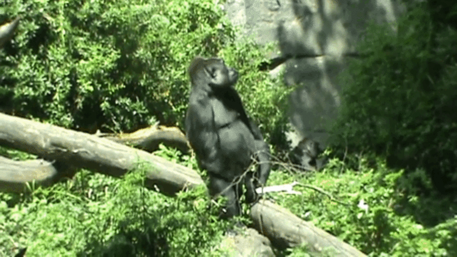 5 Crafty Primates That Figured Out How To Use Tools - The Dodo