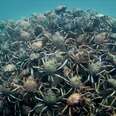 Crabs Form Insane Pyramid To Keep Each Other Safe