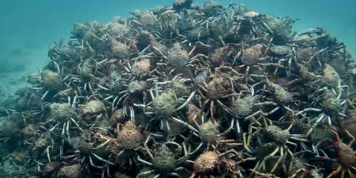 Crabs Form Insane Pyramid To Keep Each Other Safe - The Dodo