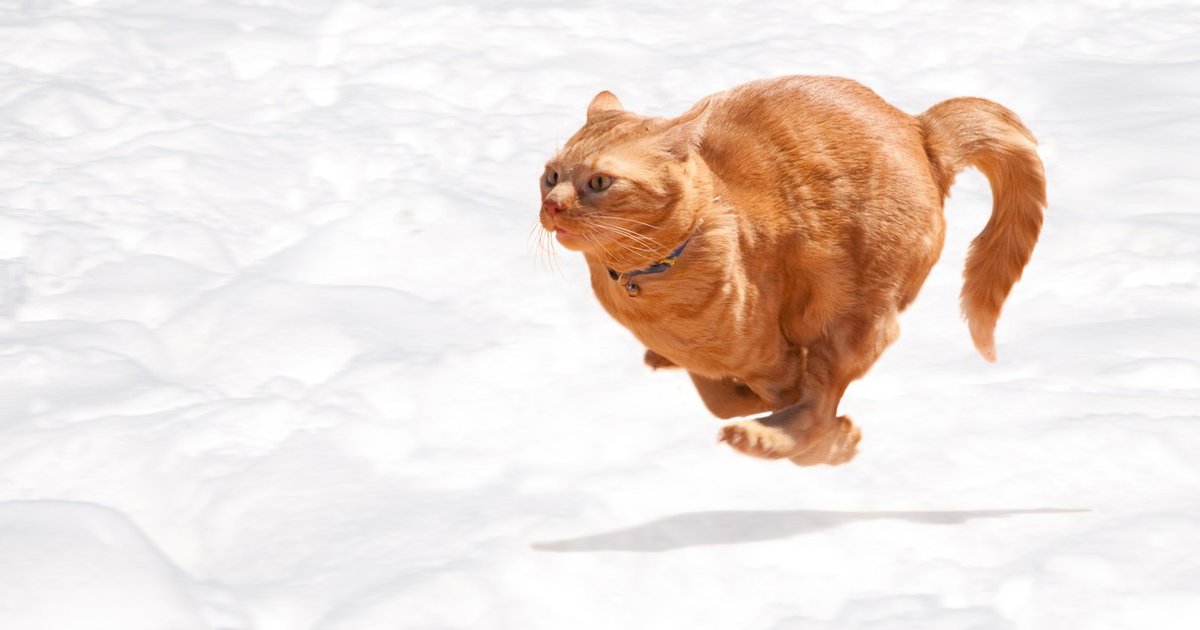 Why Do Cats Go Crazy After Pooping? Some Possible Reasons The Dodo