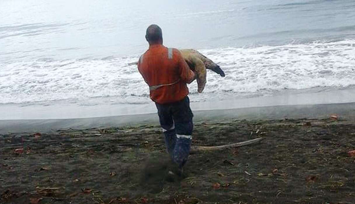 This Guy Buys Turtles From Food Market And Takes Them Right Back To The Ocean - The Dodo
