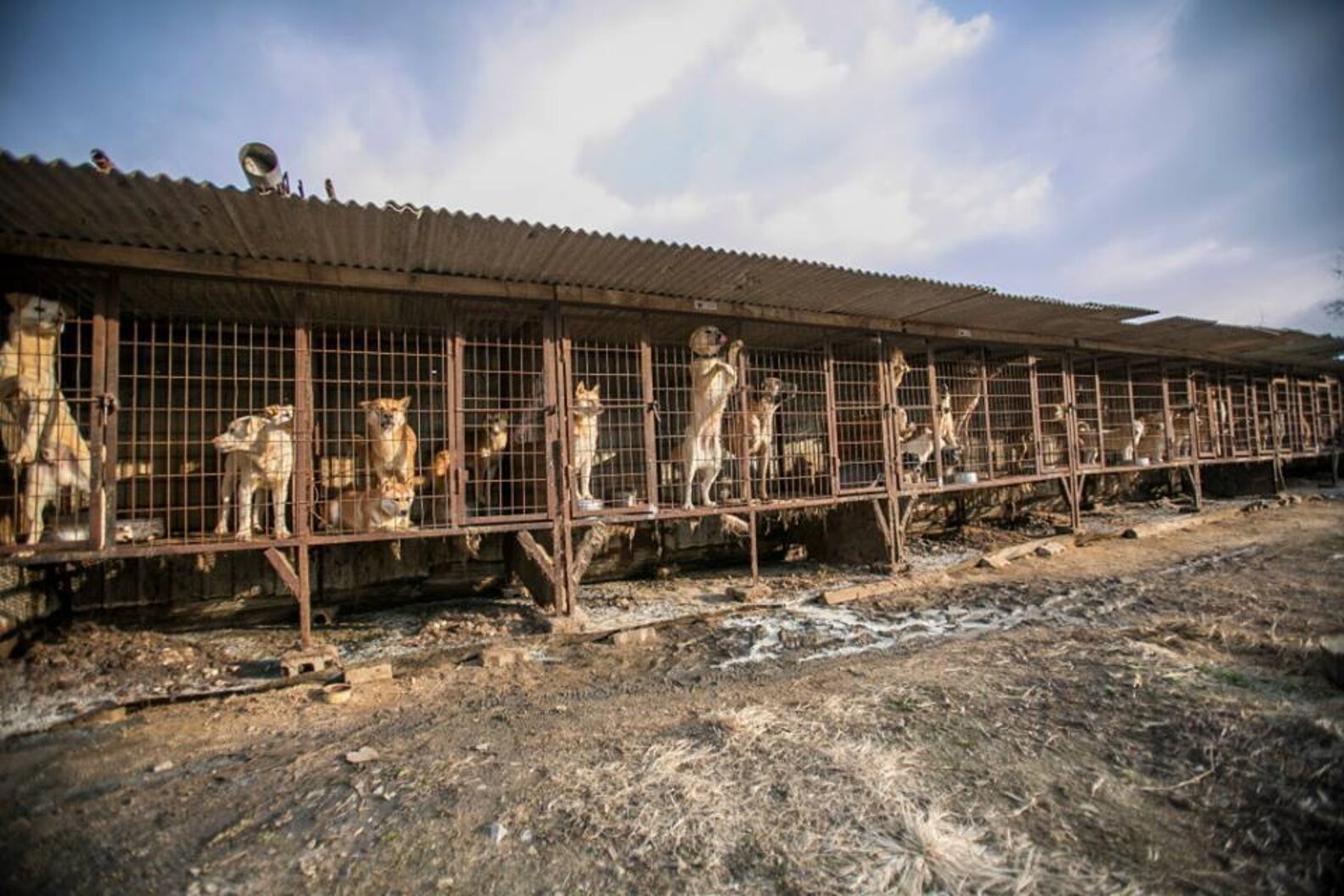 Dog Rescued From Meat Farm Gets Her Very First Bed The Dodo